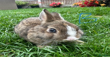 Netherland Dwarf rabbits - Advert 2
