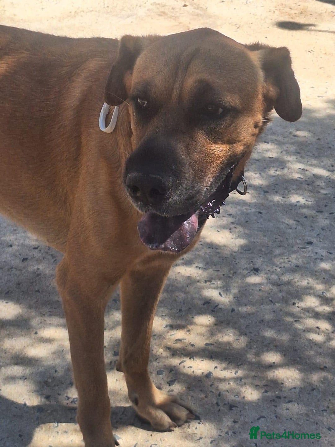 Mixed Breed dogs for adoption: Urgent 🚨 Home for Kobi  in Hengoed - Image 13