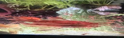Angelfish fish for sale: LONG FIN GOLDEN ANGELS - Advert 16