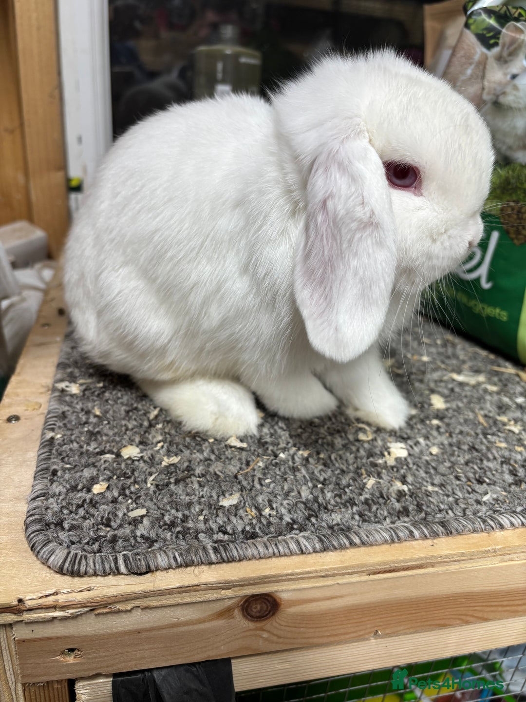 Mini Lop rabbits for sale: BRC rung showable REW buck (baby)  - Image 1
