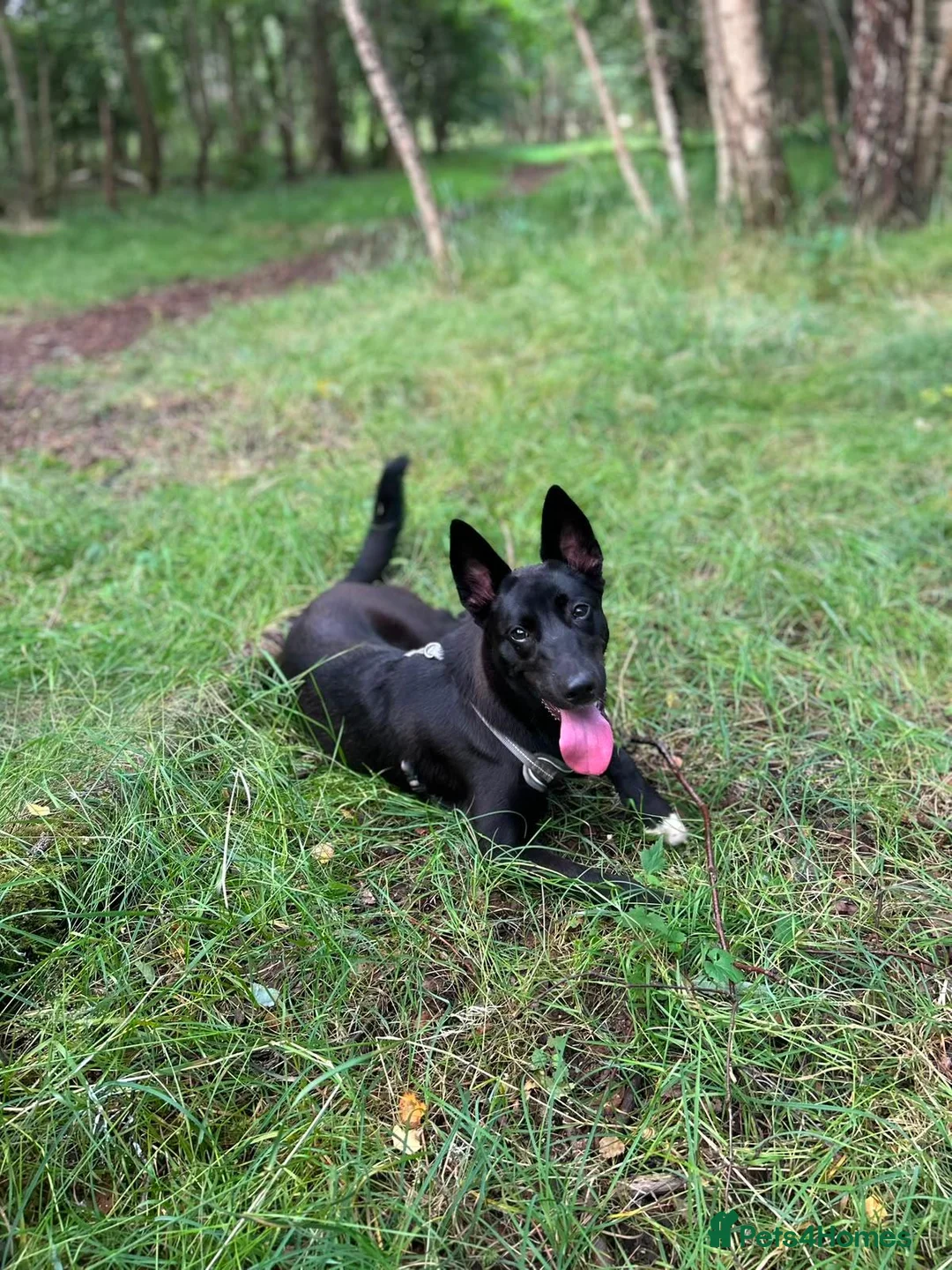 Mixed Breed dogs for sale: 10 month old puppy Luna needs rehoming in Glasgow - Advert 8