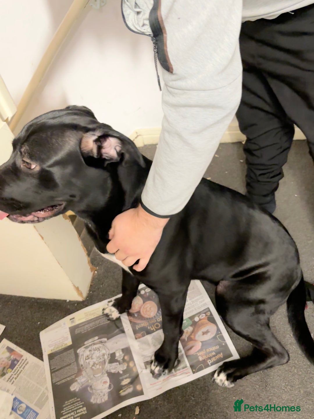 Cane Corso dogs for sale: Beautiful Cane Corso for sale - Advert 4