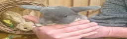 Mini Lop rabbits for sale: Gorgeous lop ear bunnies - Advert 9