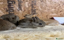 Netherland Dwarf rabbits for sale: Netherlands, Rex’s, californians ready to go - Image 11