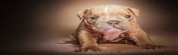 English Bulldog dogs for sale: ENGLISH BULLDOG  - Advert 8