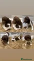 English Springer Spaniel Miss Grey