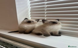 Ragdoll cats for sale: Friendly Ragdoll identical male kittens  - Image 9