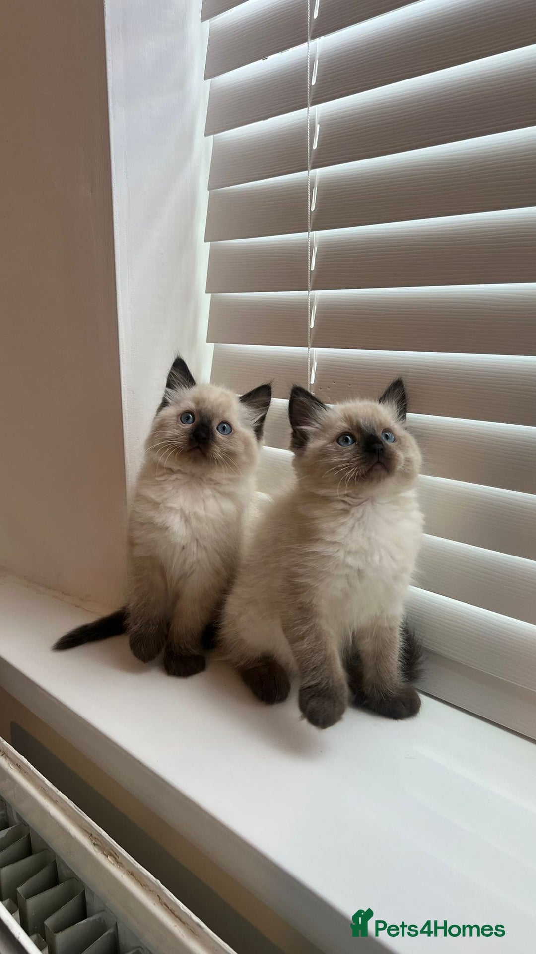 Ragdoll cats for sale: Friendly Ragdoll identical male kittens  - Image 9