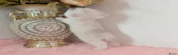 British Shorthair cats for sale: 😻TICA British Shorthair kittens 😻 - Advert 37