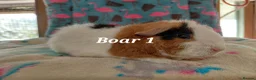 Guinea Pig rodents for sale: Baby Longhaired/Teddy Boars/Brothers RTR - Advert 11