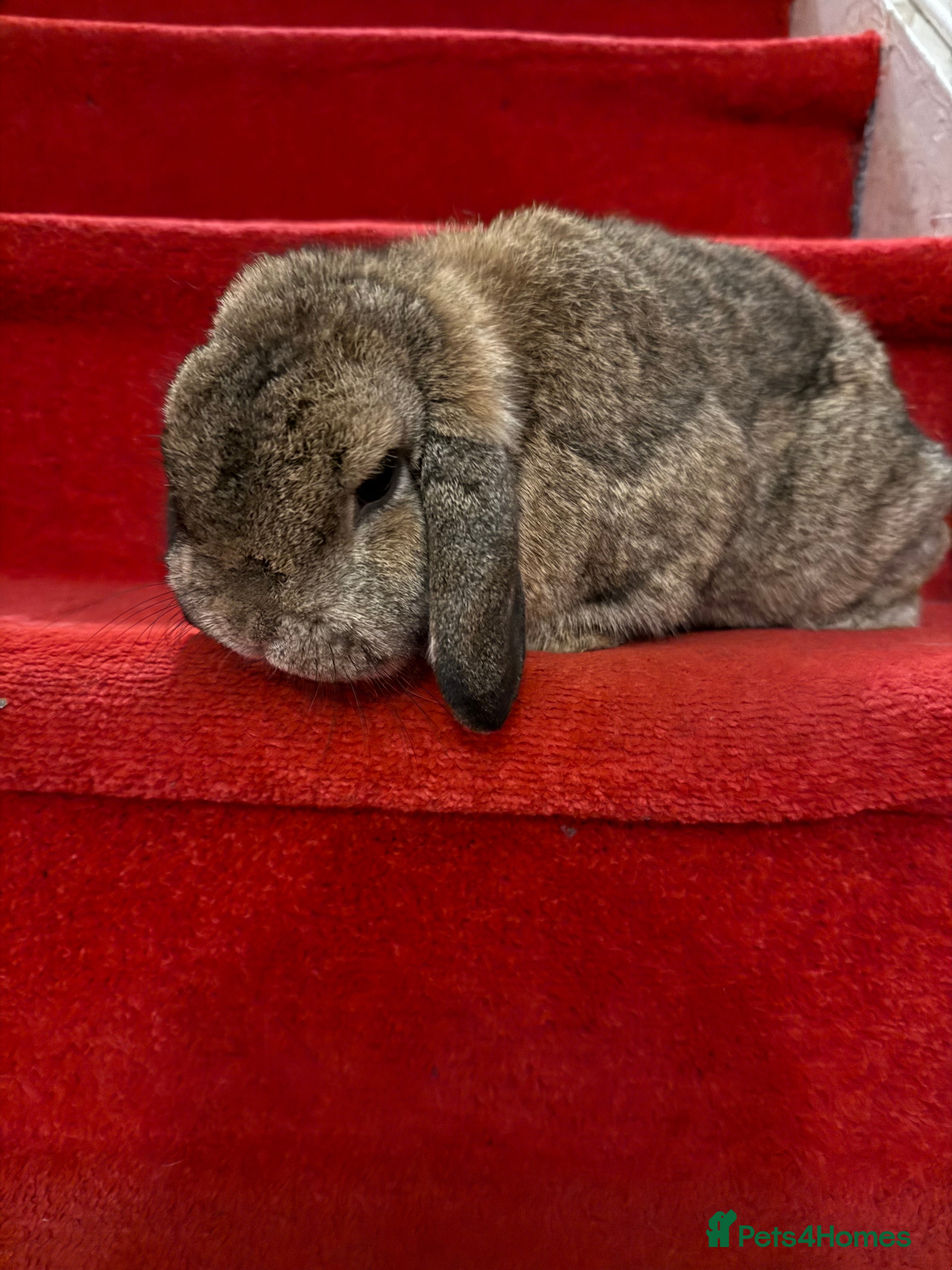 Lionhead rabbits Rabbits  - Advert 1