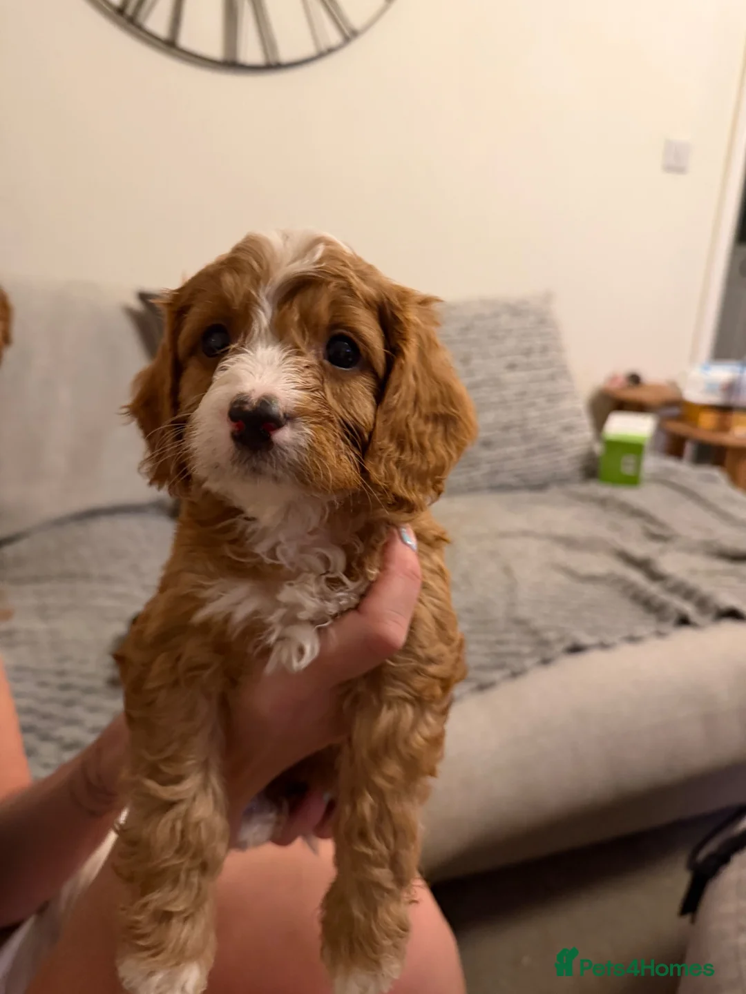 Mixed Breed dogs for sale: Cockerlierpoo male  in Malpas - Advert 10