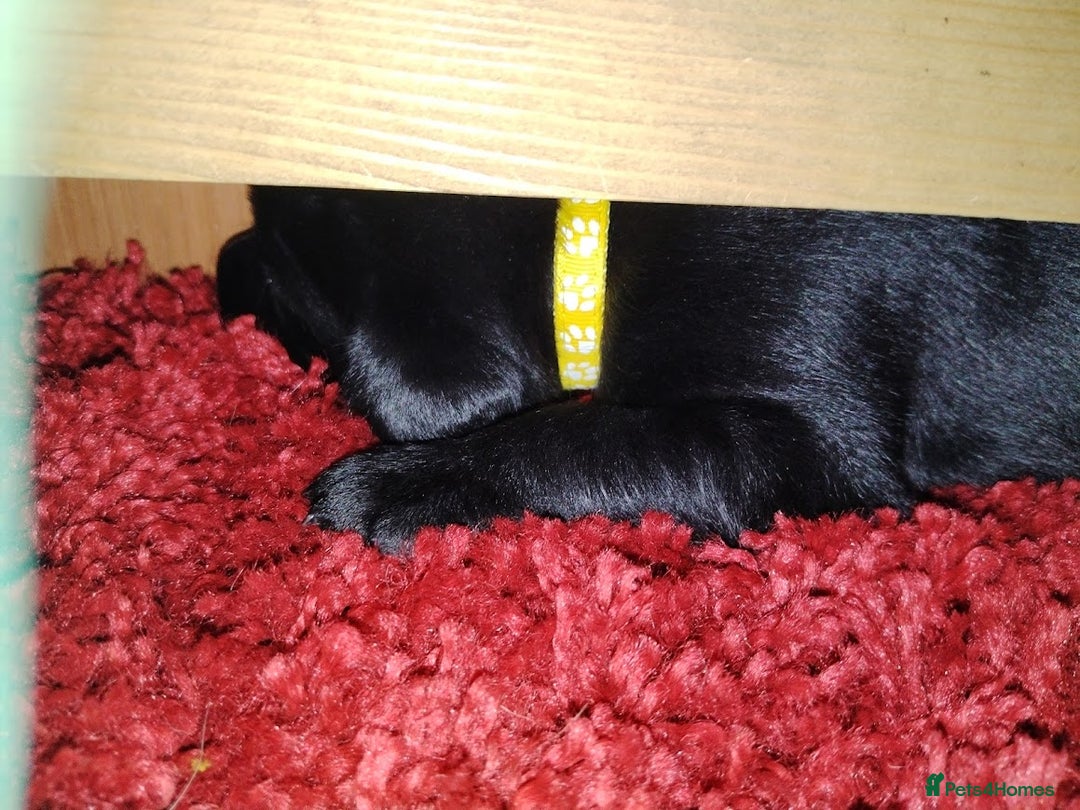 Labrador Retriever dogs for sale: Chunky Yellow & Black Labrador Puppies - Advert 13