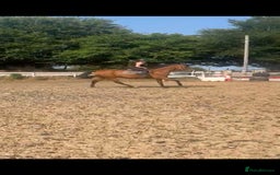 Irish Thoroughbred horses for sale: 9 yr old allrounder, 16.1, Irish mare in Bargoed - Image 2