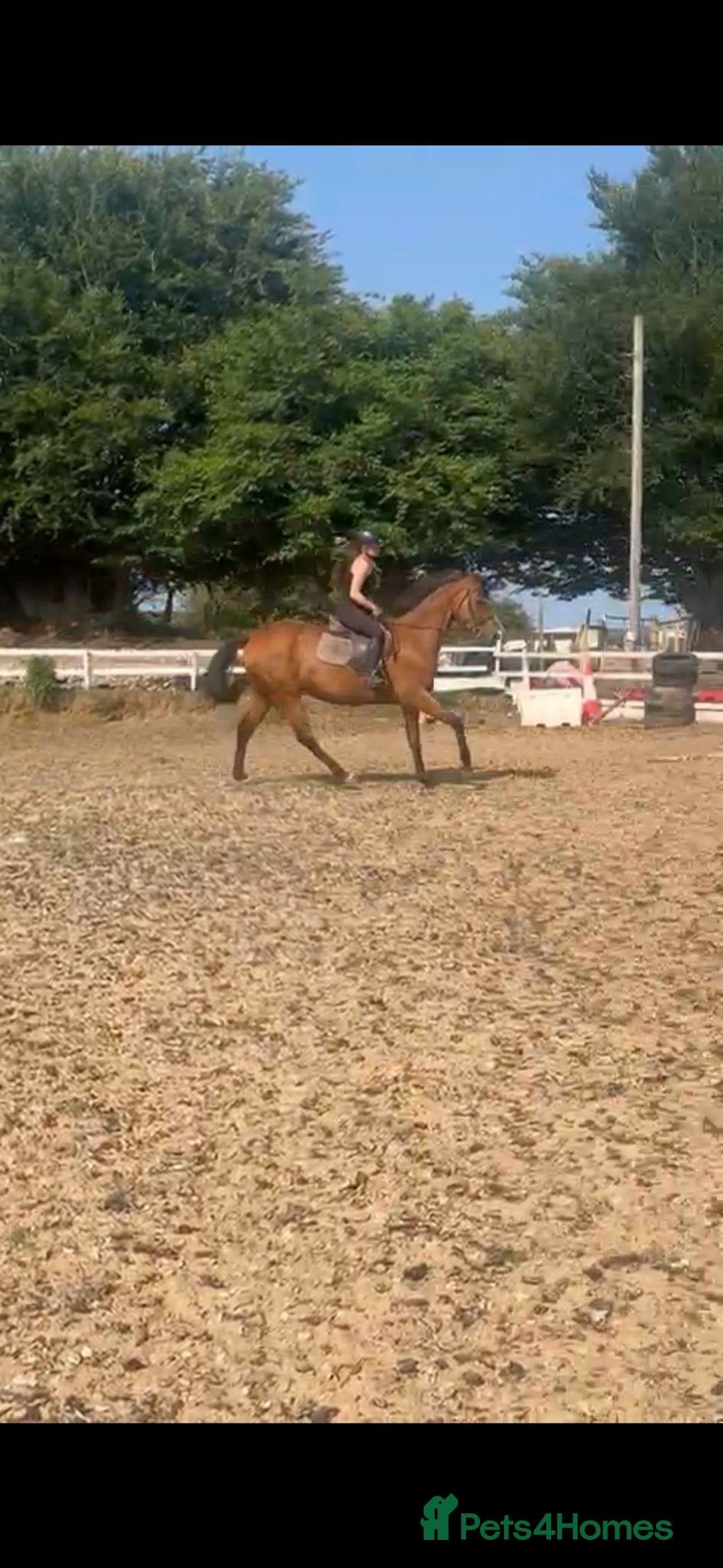 Irish Thoroughbred horses for sale: 9 yr old allrounder, 16.1, Irish mare in Bargoed - Image 2