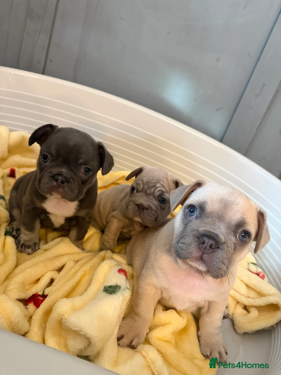 French Bulldog dogs for sale: Quality French Bulldog Puppies – Boys & Girls - Advert 5
