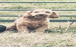 Mixed Breed dogs for sale: Cockerpoo puppies - Image 3