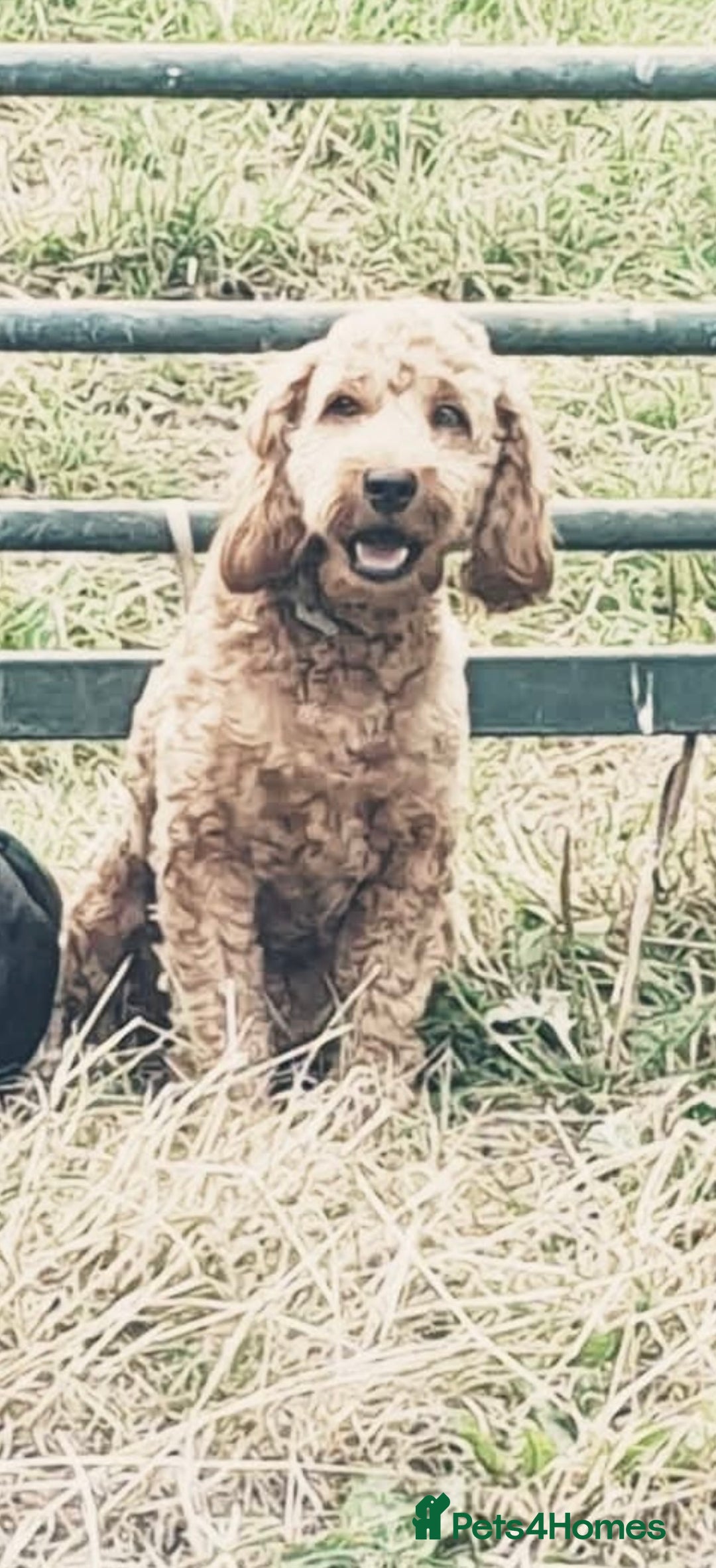 Mixed Breed dogs for sale: Cockerpoo puppies - Image 3