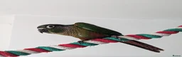 Conures birds for sale: Loving 5-Month old Green Cheek Conure (Pippin) - Advert 12