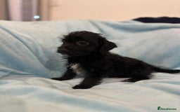 Jackapoo dogs for sale: Beautiful jackapoo’s  - Image 2