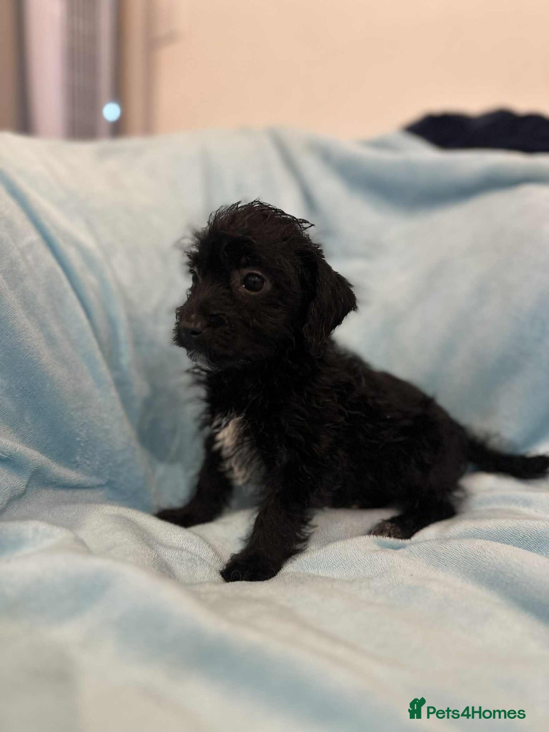 Jackapoo dogs for sale: Beautiful jackapoo’s  - Image 2