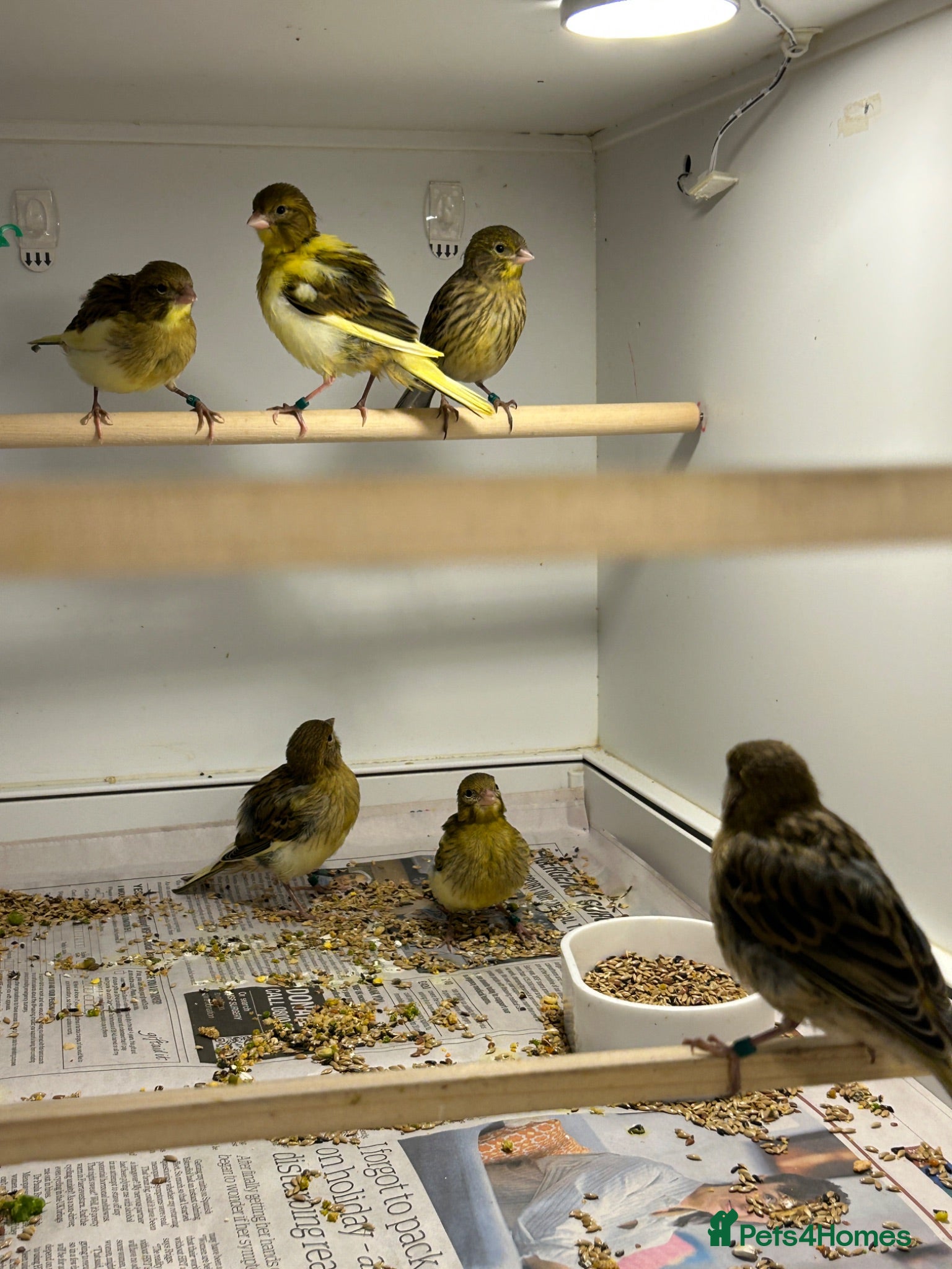 Canaries birds FIFE CANARY'S THIS YEARS  - Advert 2