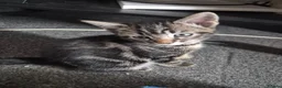Mixed Breed cats for sale: 3 marble tabbies mixed with a mackerel tabby - Advert 5