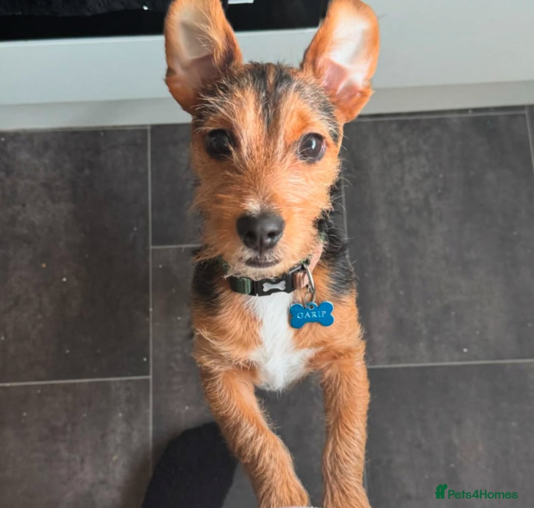 Jack Russell dogs for sale: Jack Russell for sale  - Advert 1