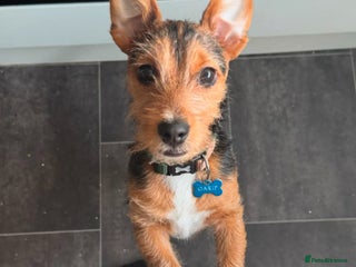 Jack Russell dogs Jack Russell for sale - Advert 1