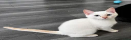 Siamese cats for sale: 3 Stunning Traditional Applehead Siamese Kittens - Advert 9
