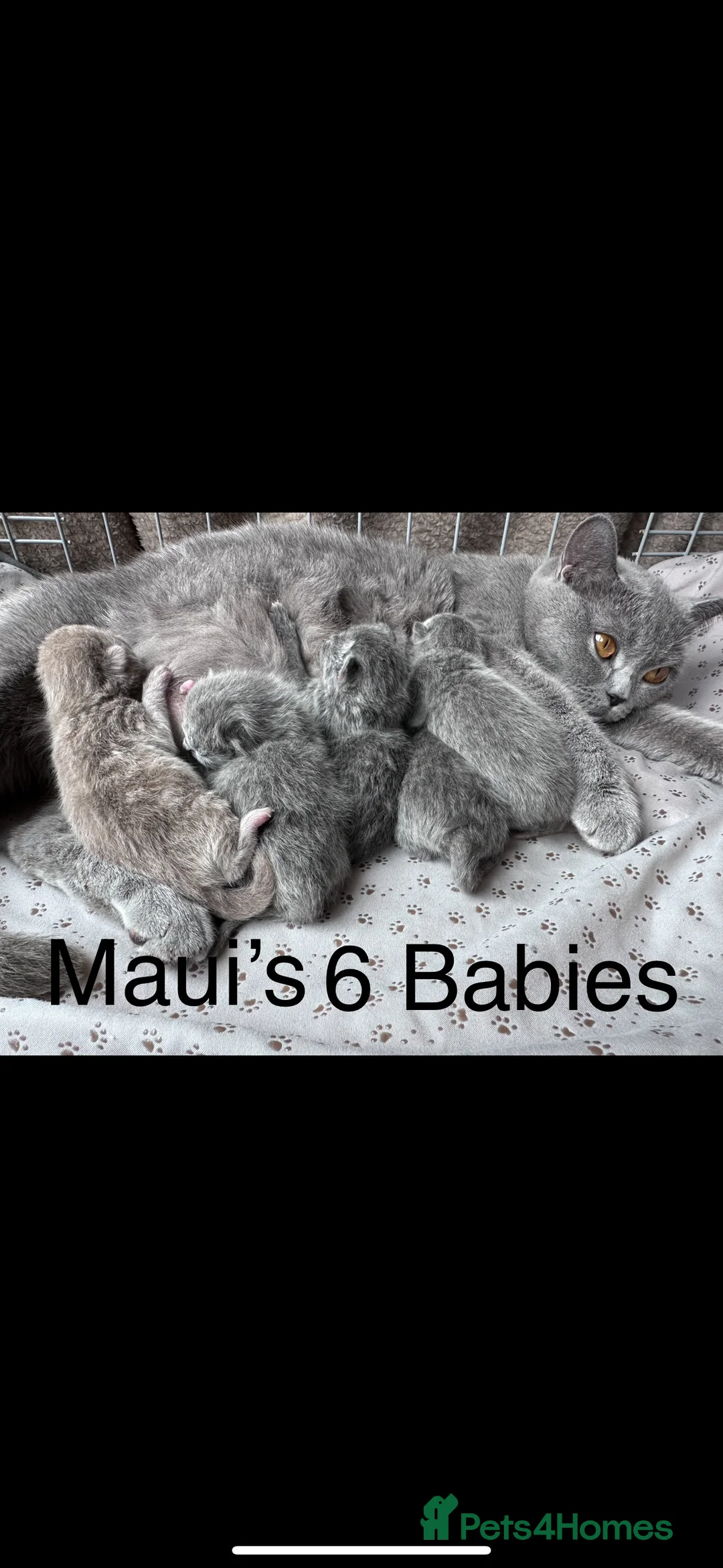 British Shorthair cats for stud: Stunning 5th Generation pedigree BSH in London - Advert 10