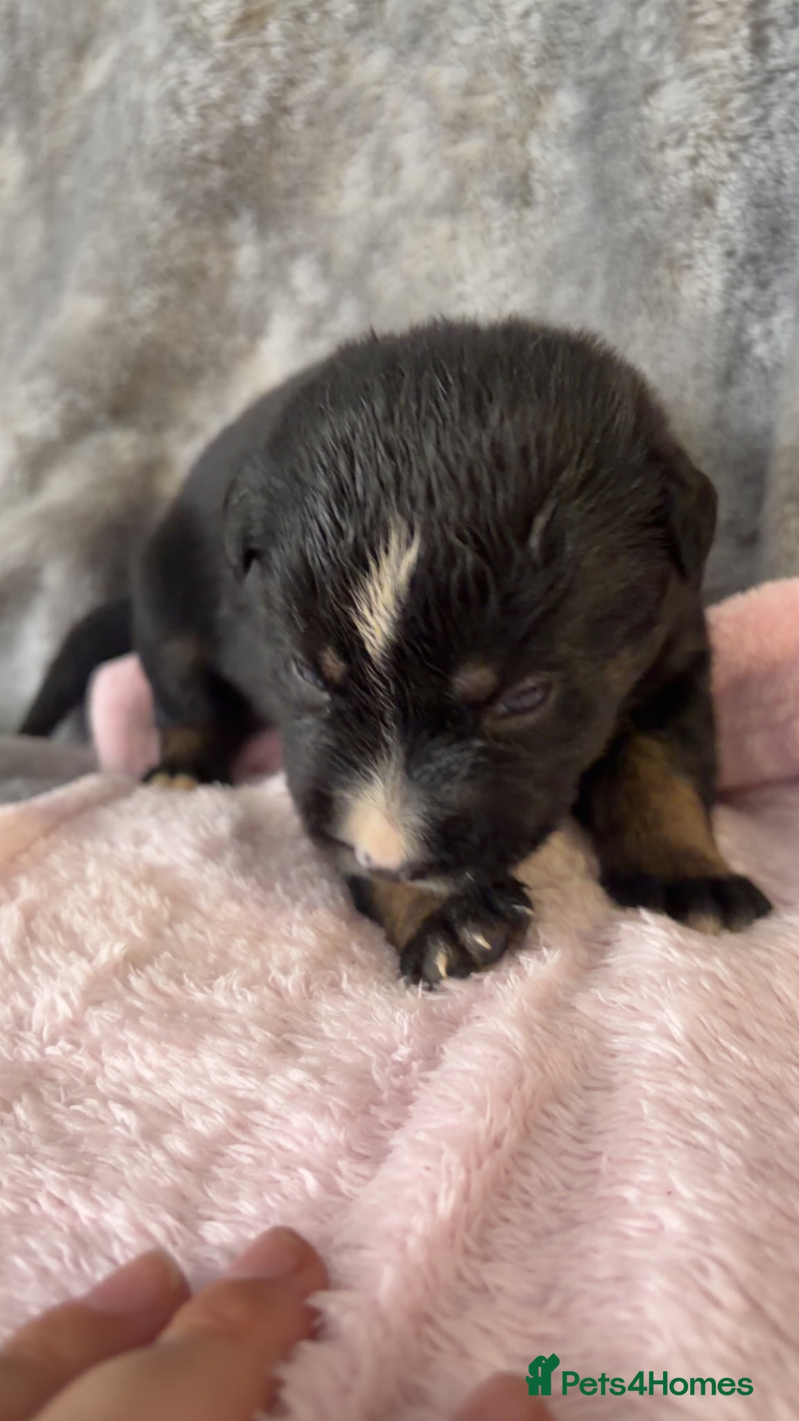 Mixed Breed dogs for sale: Belgian Mali x German shepherd  - Advert 11