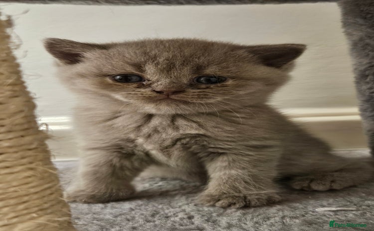 Scottish Fold cats - Advert 7