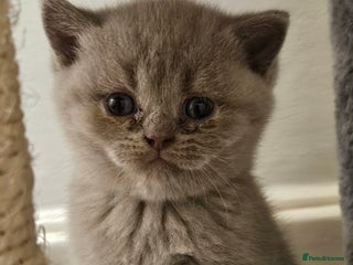 Scottish Fold cats - Advert 3