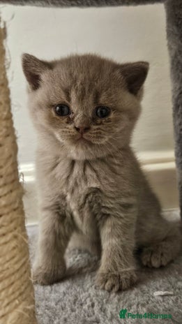 Scottish Fold cats - Advert 7