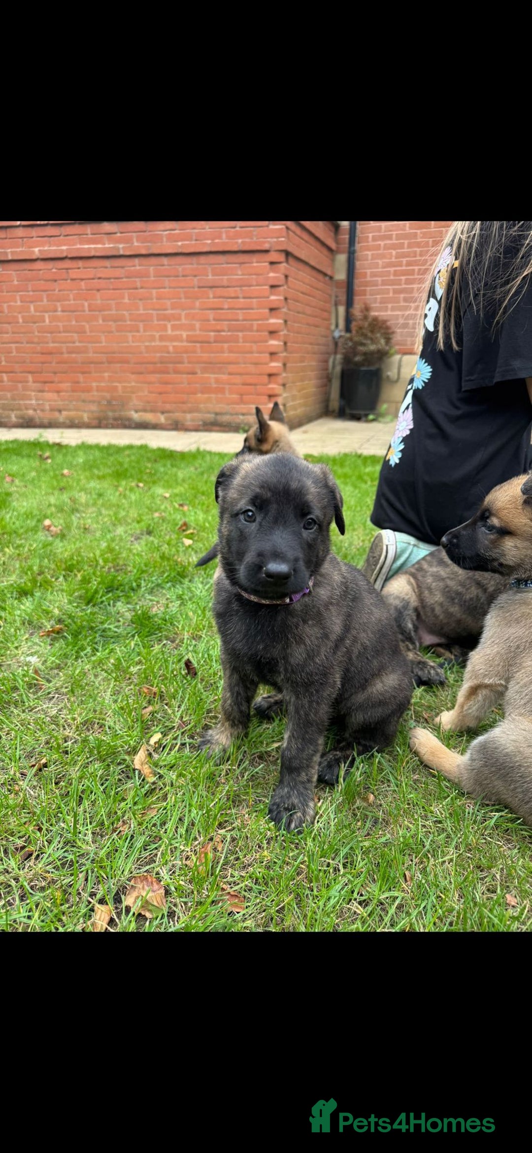 Belgian Shepherd Dog dogs for sale: Dutch herder x malinois Shepherd - Image 6