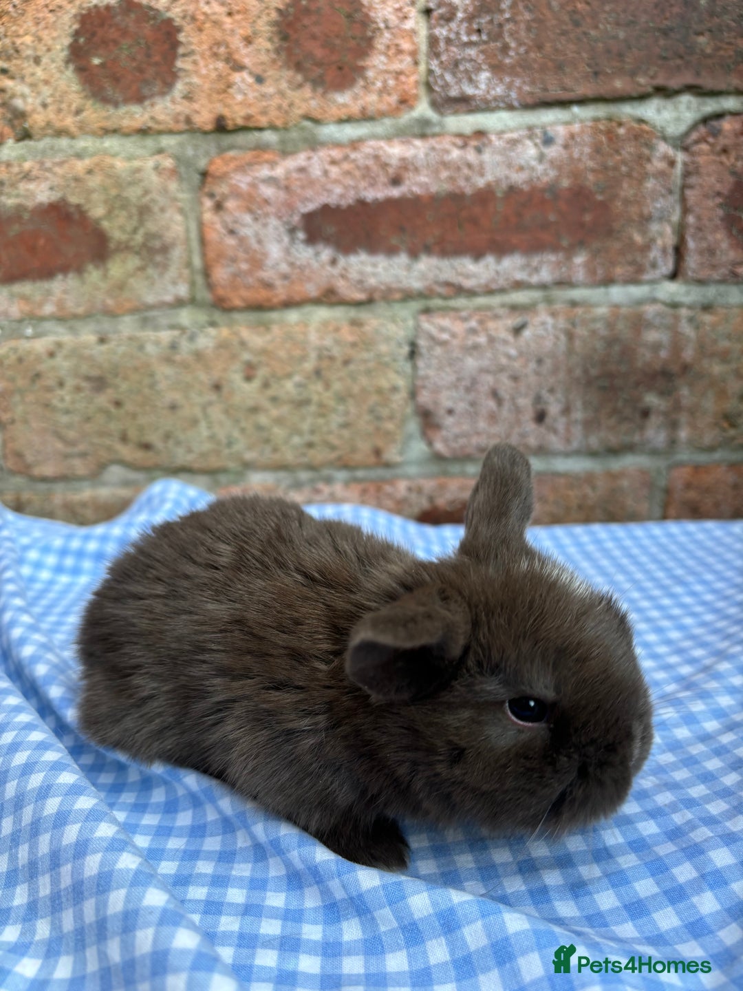 Mini Lop rabbits for sale: Beautiful Pure Bred minilops  - Image 5