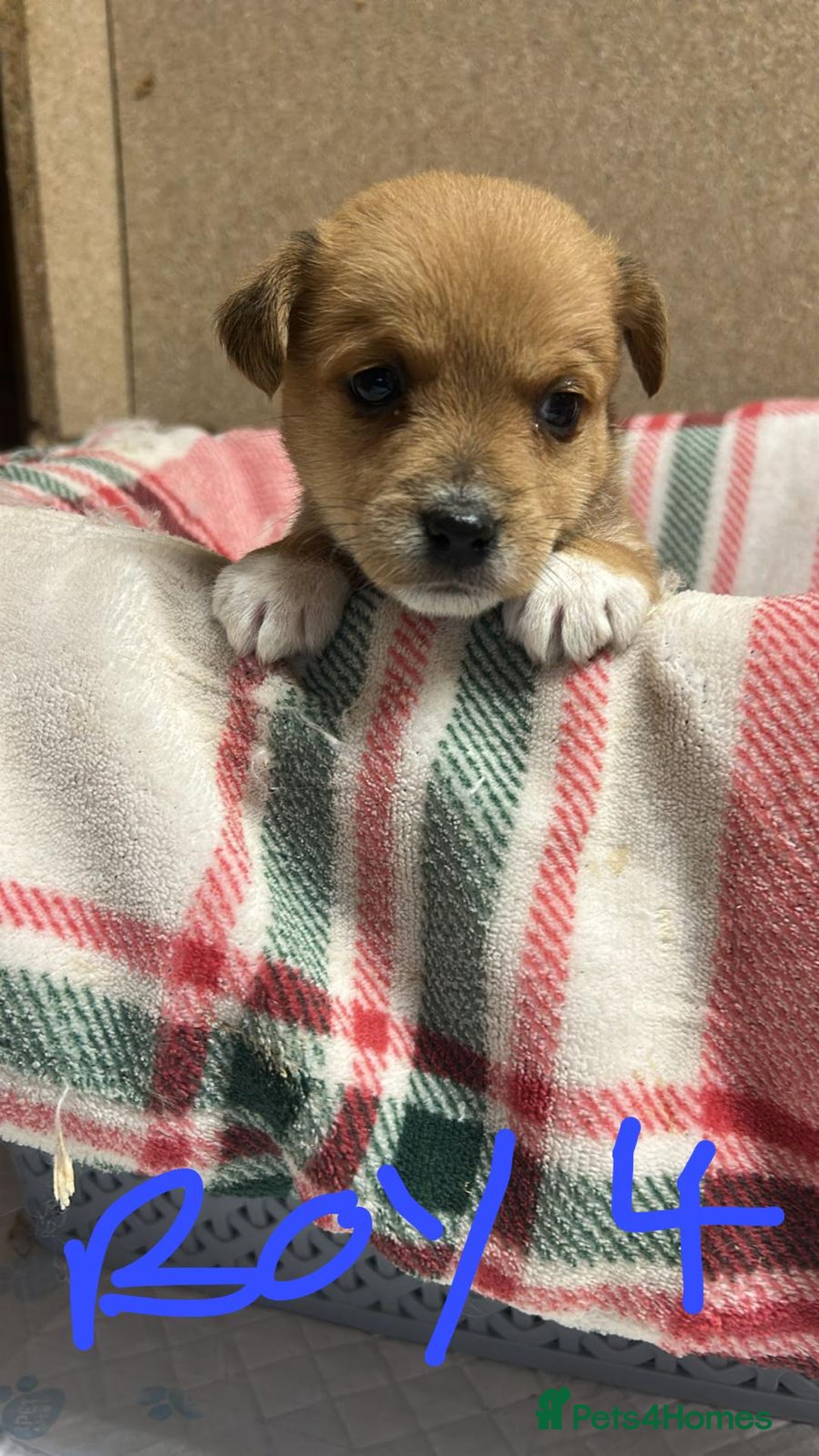 Jack Russell dogs for sale: JACK RUSSELL looking for there forever 🏠  - Advert 6