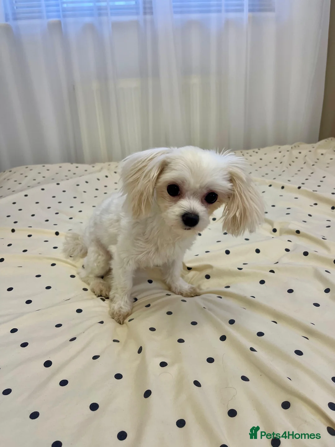 Maltese dogs for sale: Adorable 3.5 years old girl  - Advert 8