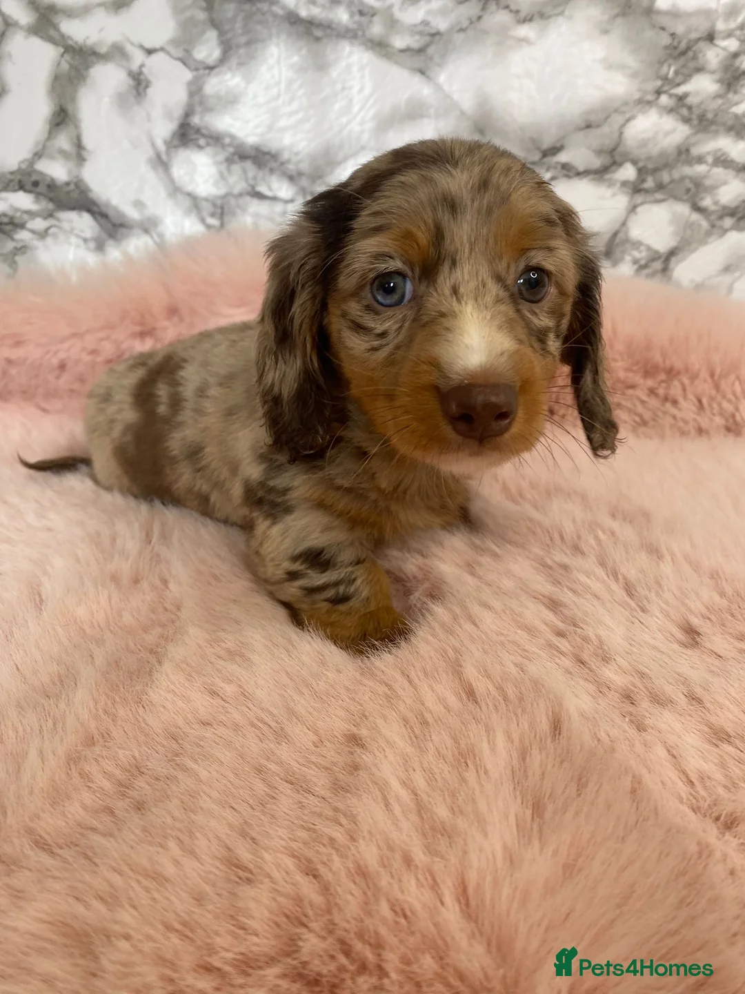 Miniature Dachshund dogs for sale: Ready to leave long haired miniature dachshunds - Advert 2