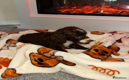 Cocker Spaniel dogs for sale: Cocker spaniel puppies - Image 12