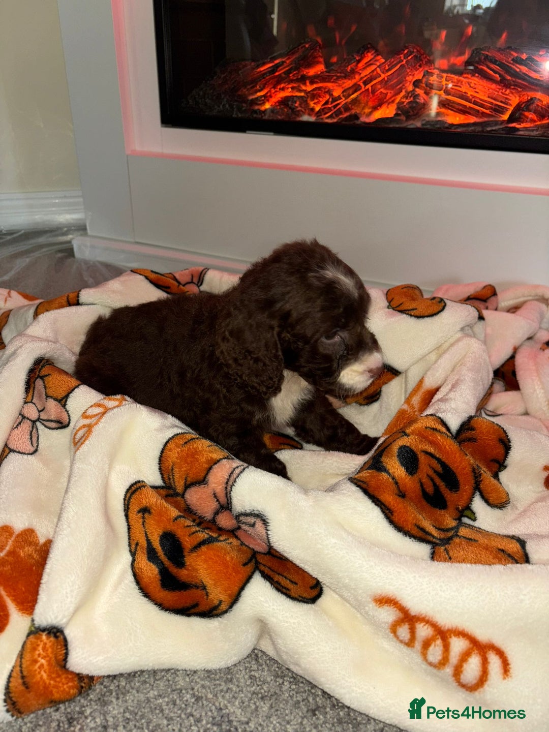 Cocker Spaniel dogs for sale: Cocker spaniel puppies - Image 12
