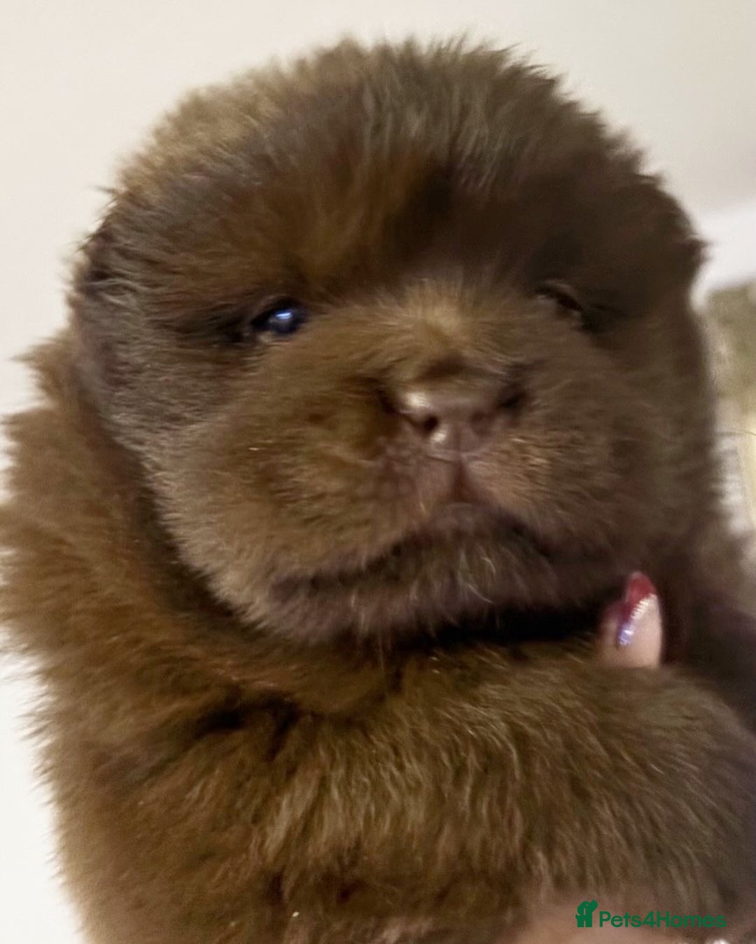 Chow Chow dogs for sale: Chow chow pups SMOOTH and FlUFFY coats  - Advert 1