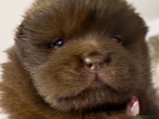 Chow Chow dogs Chow chow pups SMOOTH and FlUFFY coats - Advert 1
