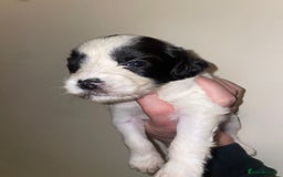 Mixed Breed dogs for sale: Gorgeous Sprockador puppy’s for sale - Image 2