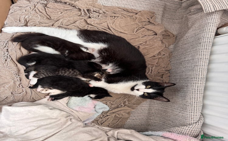Mixed Breed cats - Advert 7