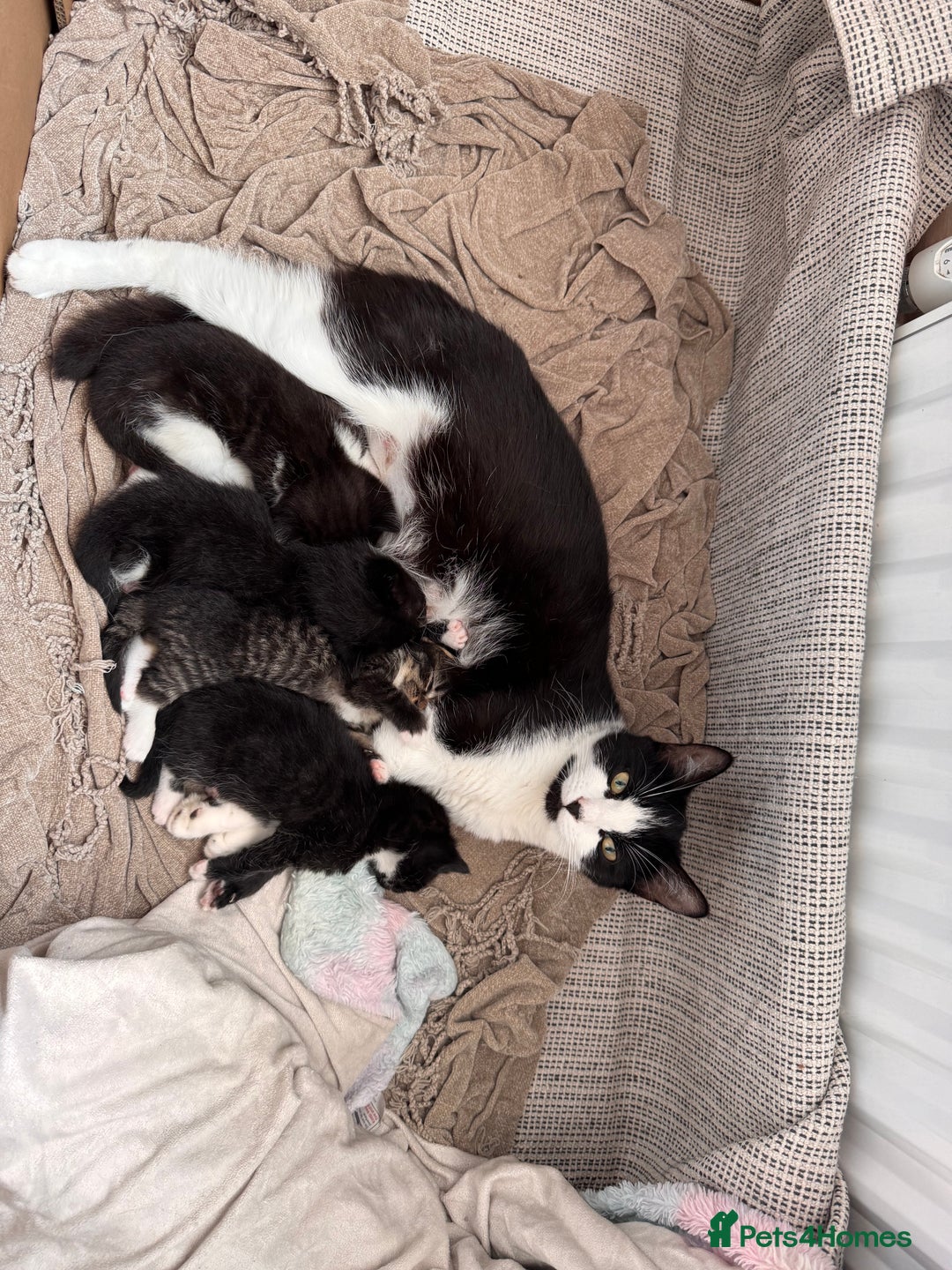 Mixed Breed cats for sale: 4 adorable kittens looking for a new home - Image 1