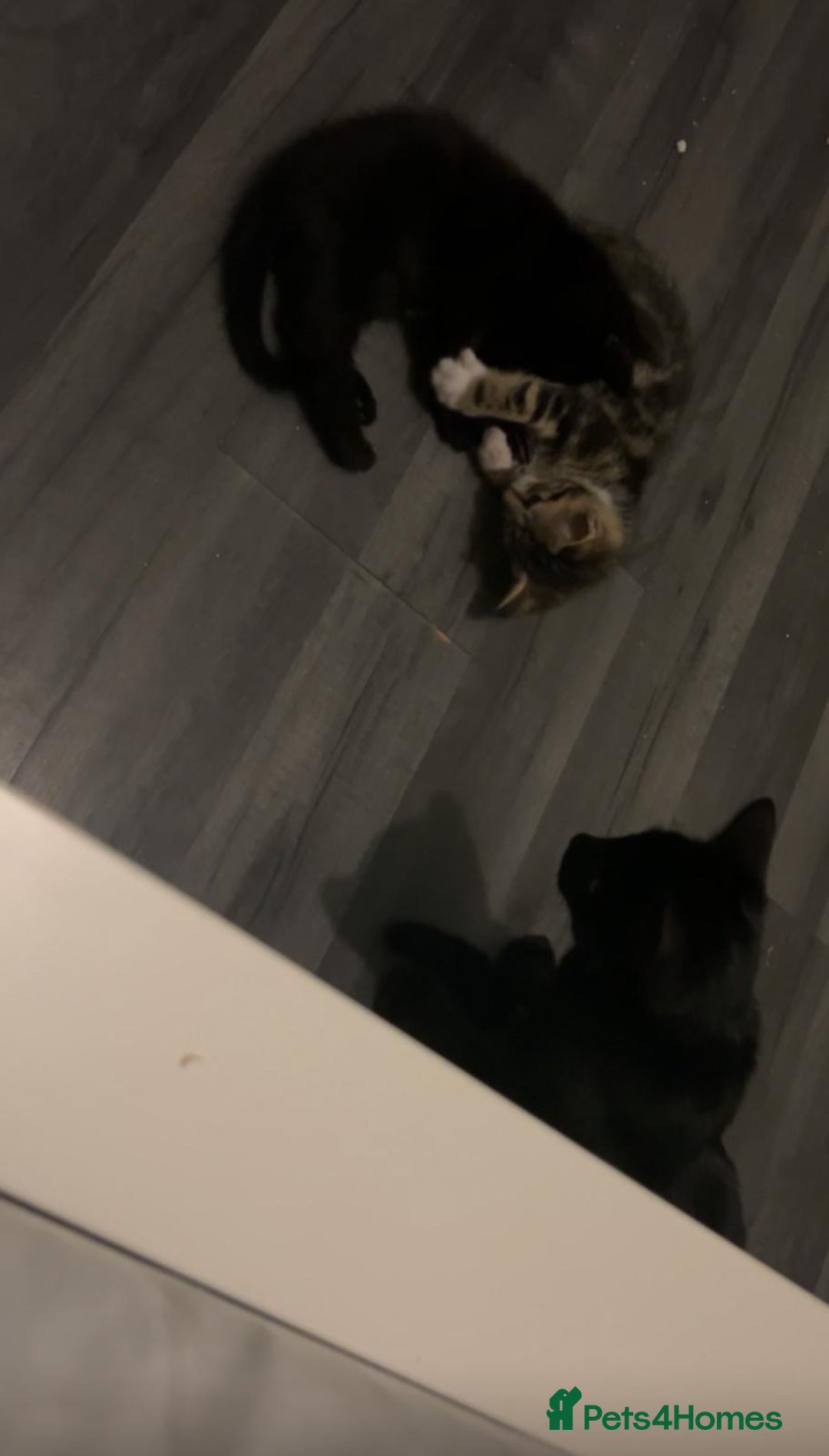 Mixed Breed cats for sale: Black and tabby kittens - Image 6