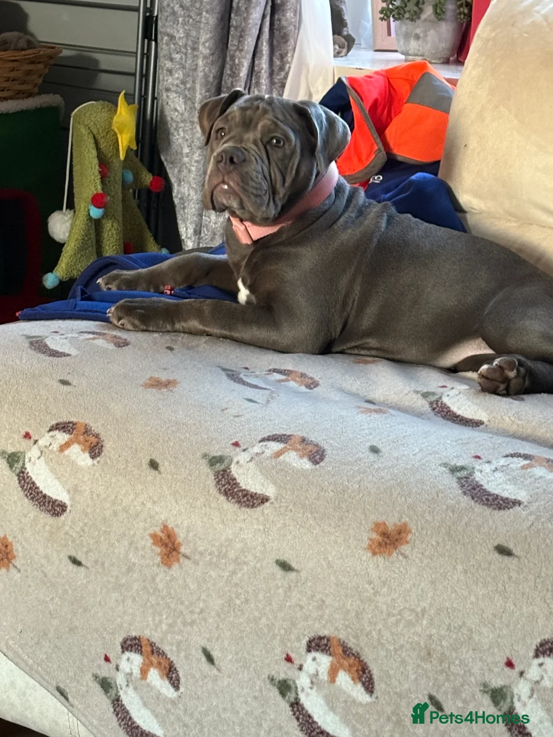 Dorset Olde Tyme Bulldogge dogs for sale: 5 month old girl  - Advert 2