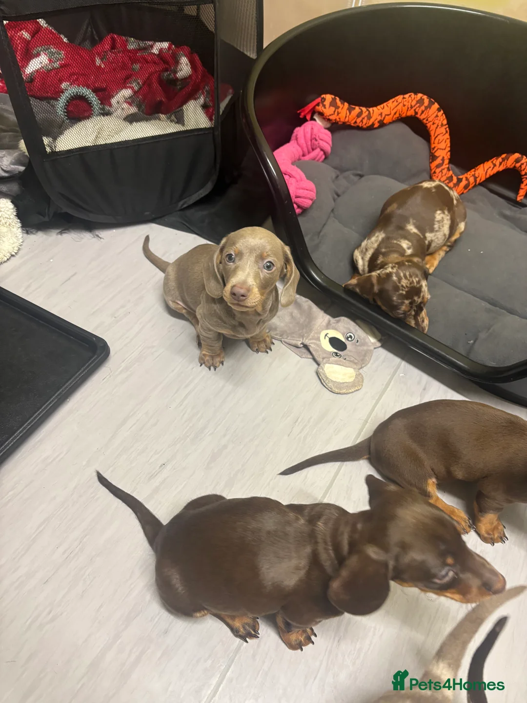 Miniature Dachshund dogs for sale: Stunning miniature dachshund puppies  - Advert 2